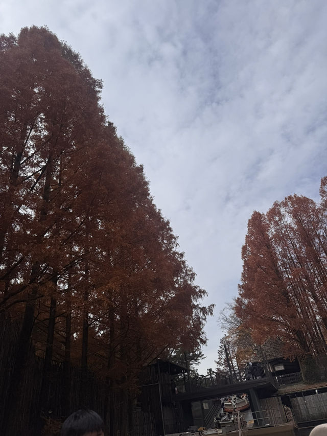 Yongin Autumn Vibes๐ Yongin Autumn Vibes๐