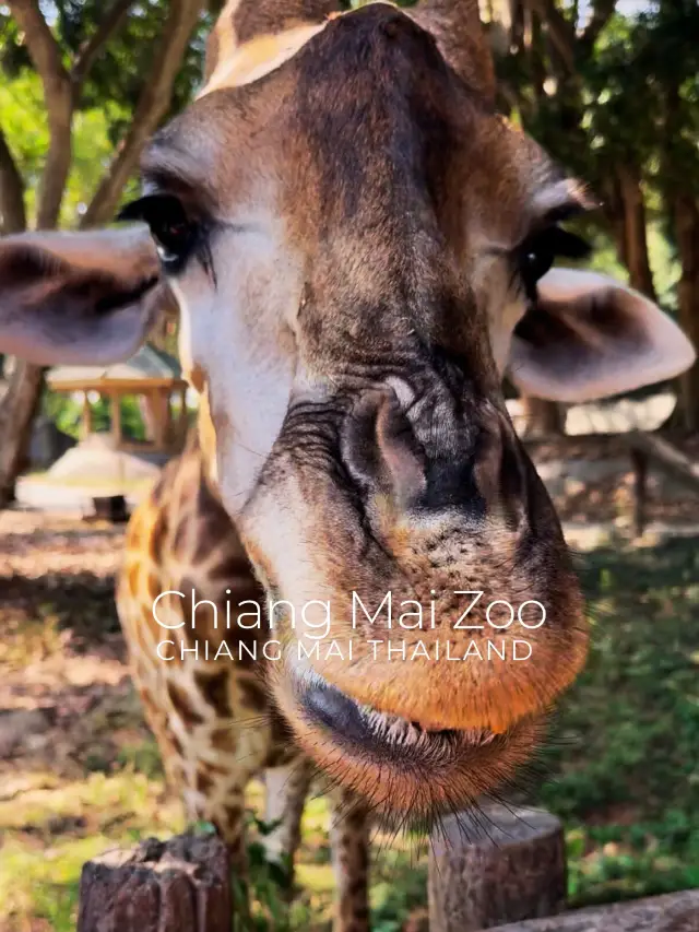 Chiang Mai Zoo 