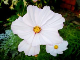 ดอกไม้บานสะพรั่งในฤดูใบไม้ผลิที่บีมิช