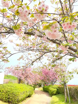 [Hyogo Prefecture] A Late-Blooming Cherry Blossom Spot You Can Still Catch in 2026.