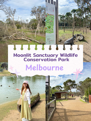 #springflower 

Moonlit Sanctuary Wildlife Conservation Park, Victoria — Where Australia's Wild Side Comes Alive 🐨🦘⭐⭐⭐⭐⭐**

If you've ever dreamed of cuddling a koala, hand-feeding a wallaby, or coming face-to-face with a Tasmanian devil — **Moonlit Sanctuary** in Pearcedale is the place to make all of that happen. 🌿✨ And it's only a short drive from Melbourne! 🚗

Located just 50 minutes from Melbourne CBD at the top of the Mornington Peninsula, this gem is a 25-acre biopark committed to displaying the fauna of the Mornington Peninsula and Western Port Biosphere Reserve, while actively working towards the recovery of threatened Australian species. 🦎🐦 This isn't just a tourist attraction — it's a genuine conservation mission. 💚

Explore 25 acres of bushland, meet endangered species, feed kangaroos and wallabies in the wild, cuddle koalas, and enjoy hands-on encounters with sugar gliders, pythons, and dingoes. 🐍🌿 The animals feel relaxed and genuinely content — you can tell immediately that their welfare comes first here. 🙌

The absolute highlight? The **koala encounter**. While you're not allowed to pick them up — which is appreciated for their wellbeing — being able to pet them and take photos with knowledgeable staff explaining their habits and diet is incredibly special. 🐨📸 Pure magic.

But the real crown jewel is the **lantern-lit night tour**. The tours were declared "magical!" as word spread about this special opportunity to get up close and personal with nocturnal wildlife that few visitors had ever seen before. 🏮🦉 Owls swooping overhead, tiny feathertail gliders darting between branches, and glowing eyes in the dark — it's an experience straight out of a nature documentary. 🌙

After winning the Victorian Tourism Award for Ecotourism five times, Moonlit Sanctuary was inducted into the Victorian Tourism Awards Hall of Fame. 🏆 That recognition is very well earned.

· *Prices:** Adults ~$26 | Children ~$13 | Under 4 FREE 💰

· *Moonlit Sanctuary — not just a wildlife park, it's a love letter to Australia's incredible creatures. 🇦🇺🌿**

📍 550 Tyabb-Tooradin Rd, Pearcedale VIC | 🕙 Daily 10:00–17:00 | 🌙 Night tours available | 🚗 50 min from Melbourne CBD
