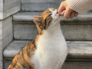 튀르키예｜아이스 아메리카노를 들고 건배, 마냥 로맨틱하지만은 않은 튀르키예에 오신 것을 환영합니다.