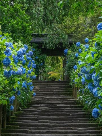 Hydrangea Dreams🌸 | Trip.com Kamakura