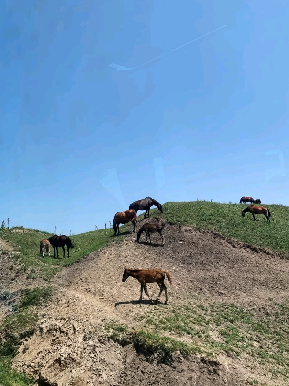 我在昭蘇草原學到的當地規則