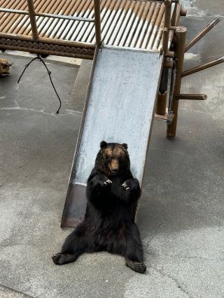 The Bears of Hokkaido Are Too Funny 😂🐻