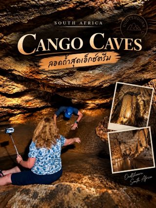 Cango Caves, South Africa 🇿🇦

ลอดถ้ำสุดเอ็กซ์ตรีม 🪨

หนึ่งในประสบการณ์ที่ทำให้คำว่า “เที่ยวถ้ำ” เปลี่ยนไปจากเดิมเลยคือที่ Cango Caves ถ้ำหินปูนชื่อดังในแอฟริกาใต้

ครั้งนี้ไม่ได้มาแค่เดินชมโพรงถ้ำหรือดูหินงอกหินย้อย แต่เป็นการเข้าไปสัมผัสเส้นทางแบบผจญภัย ที่บางช่วงต้อง คลาน ลอด และเบียดตัวผ่านช่องหินแคบ ๆ เรียกได้ว่าใช้ทั้งแรงกายและความกล้าไปพร้อมกัน 😆

ภาพนี้คือหนึ่งในจังหวะที่เห็นชัดมากว่าทางบางช่วงนั้นแคบจริง ๆ ต้องก้มตัวและค่อย ๆ ลอดผ่านไปทีละคน รอบตัวเต็มไปด้วยผนังหินธรรมชาติและความมืดของถ้ำ ทำให้บรรยากาศแตกต่างจากการเที่ยวถ้ำทั่วไปอย่างสิ้นเชิง

สิ่งที่ชอบคือความรู้สึกของการ “เข้าไปสำรวจในพื้นที่ที่ธรรมชาติสร้างขึ้นเอง” ทุกก้าวต้องระวัง ทั้งศีรษะ พื้นลื่น และช่องหินที่มีขนาดไม่เท่ากัน เป็นกิจกรรมที่ไม่ได้เน้นแค่ชมวิว แต่ได้ความตื่นเต้นกลับมาด้วย

ถ้าใครชอบเที่ยวแนว Adventure และอยากลองประสบการณ์แปลกใหม่ Cango Caves เป็นอีกสถานที่ที่น่าจดจำมาก โดยเฉพาะเส้นทางที่ต้องลอดถ้ำแบบนี้ — ไม่ได้มีแค่ความสวย แต่มีความมันส์ปนหวาดเสียวอยู่เต็ม ๆ 🧗♂️🪨

📍 Cango Caves, Oudtshoorn, South Africa
📸 ภาพถ่ายจากต้นฉบับที่ถ่ายด้วยตัวเอง

#CangoCaves #SouthAfrica #Oudtshoorn #CaveAdventure #มือสมัครเที่ยว
