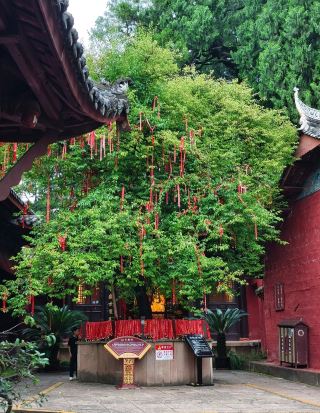 🌿 七曲山 | 古蜀道的活博物館