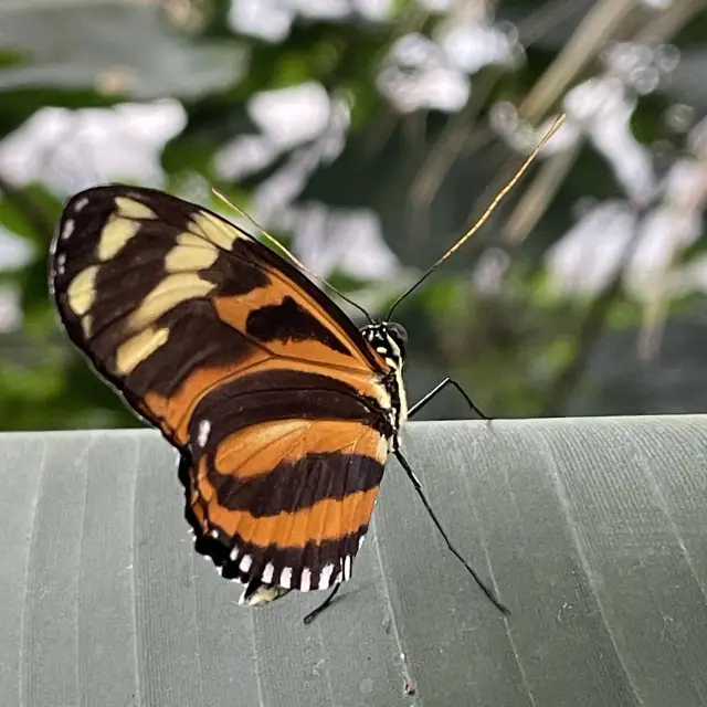 Butterflies butterflies everywhere! 🦋 