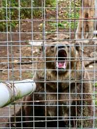 Go feed Hutch the Bear some apples at Garlyns Zoo