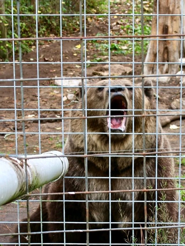 Go feed Hutch the Bear some apples at Garlyns Zoo