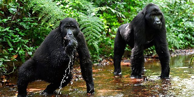 UGANDA FOREST WALKS