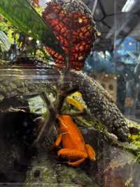 2025西雅圖亞馬遜必去景點：The Spheres