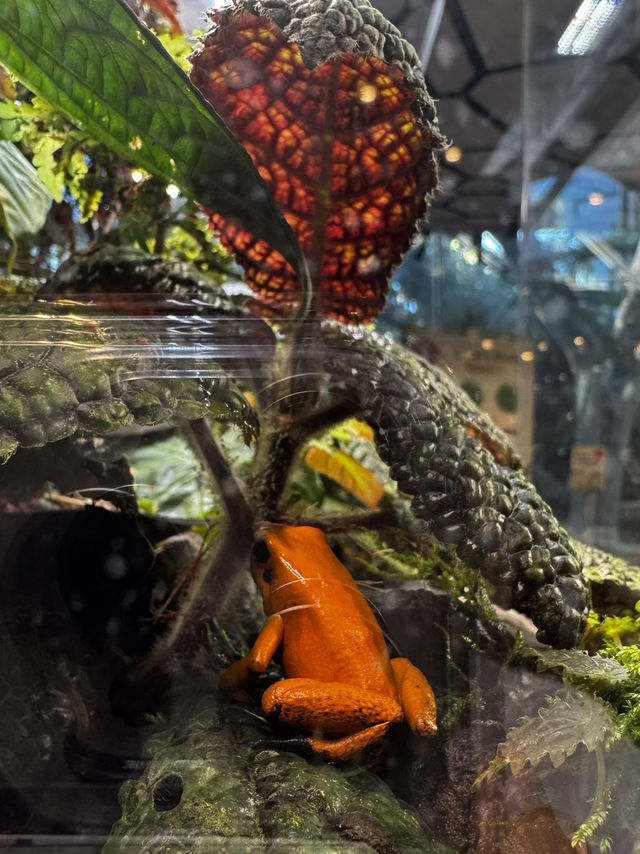 2025西雅圖亞馬遜必去景點：The Spheres