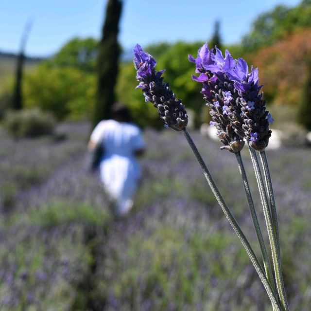 Lavender picking 🇿🇦