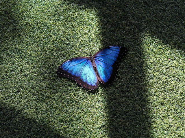 Dubai Butterfly Garden 🗺️