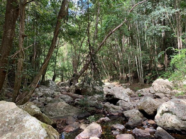 Kondalilla National Park 🌳🌴