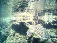 Exploring the Great Barrier Reef