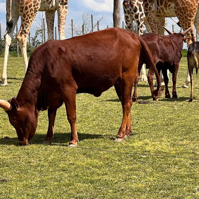Natur'Zoo Mervent 🦒🐘
