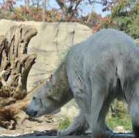 Polar bear at the Polarium 🇩🇪