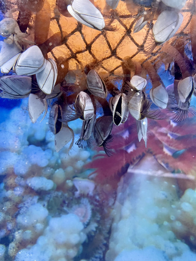 Discover the Two Oceans Aquarium, Cape Town 🇿🇦