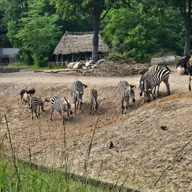 Copenhagen Zoo 🗺️