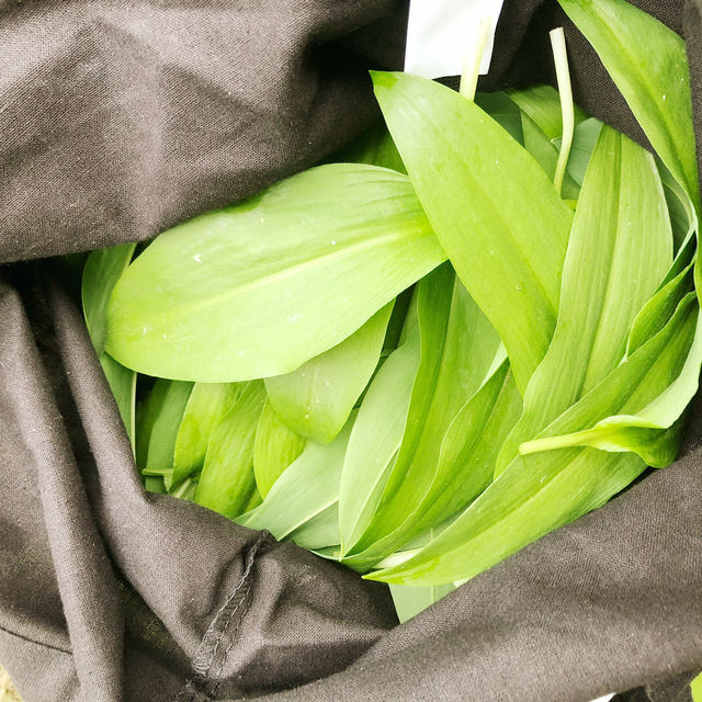 라인강변에 자라는 명이나물 스트리트 