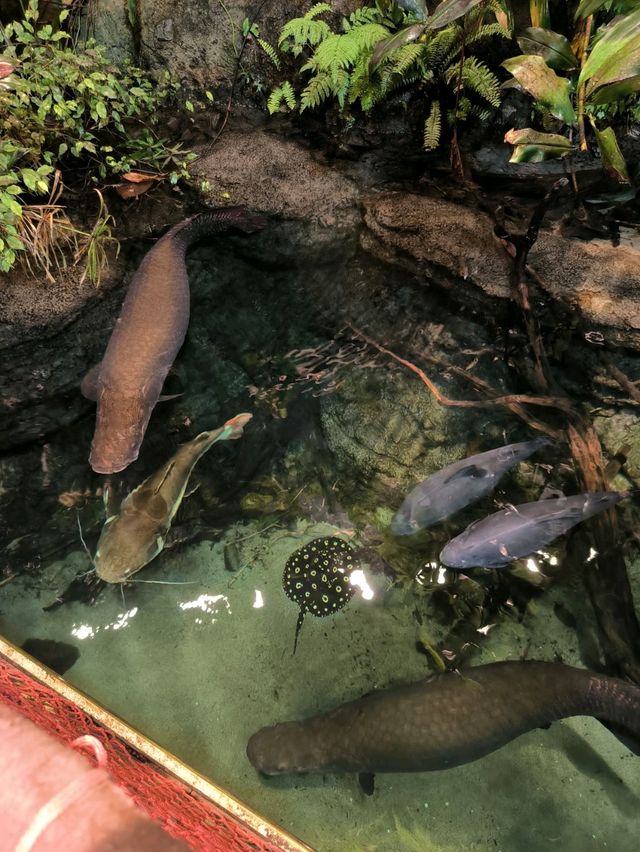 Aquarium Love 