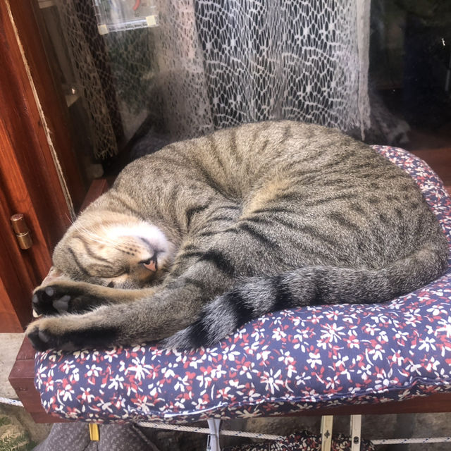 Playing it cool in Korčula!
