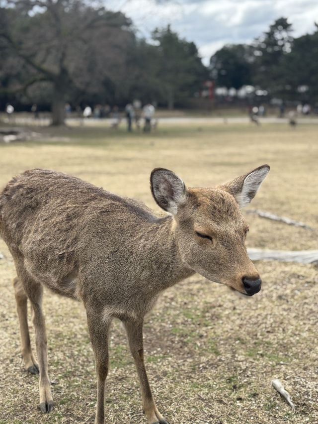 📍大阪旅遊攻略
