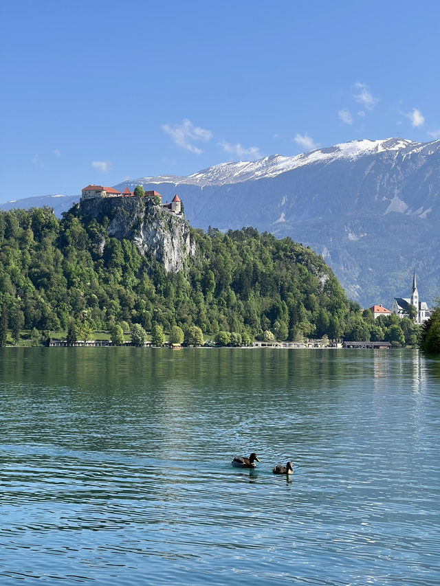 🇸🇮 斯洛維尼亞布萊德（Bled） 🚲