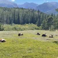 🏡 Where to Stay for Rocky Mountain National Park? Let’s Talk Towns + Tips! 🏞️