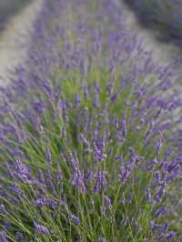 Provence | Brilliant place for lavender pictures 