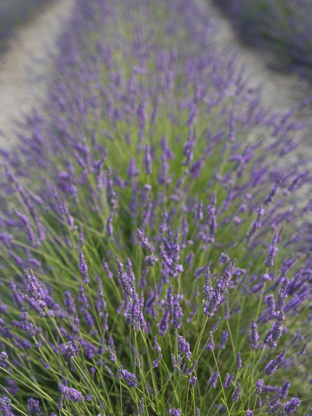 Provence | Brilliant place for lavender pictures 