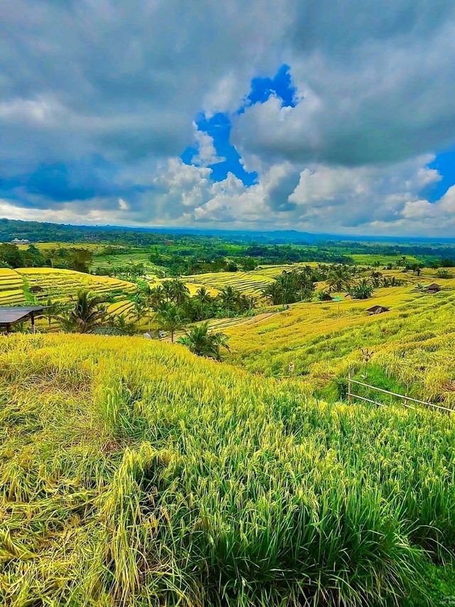 Jatiluwih Rice Terraces, Bali: A Peaceful Tapestry of Tradition and Nature