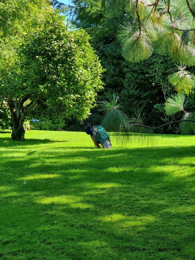 Isola Madre: The Secret Garden of Lake Maggiore