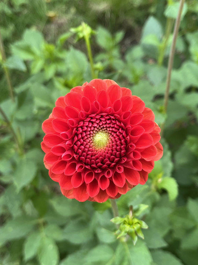 Colorful Life in Fryslân🇳🇱🌺💖