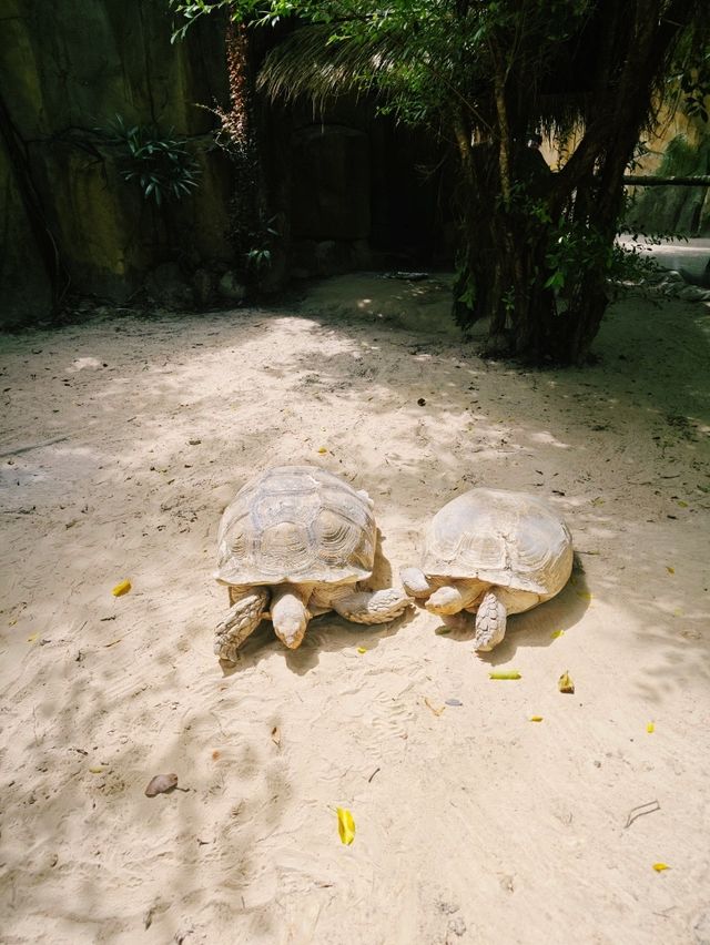 Budget safari is on Phu Quoc Island! 🌿🦁 Budget safari is on Phu Quoc Island! 🌿🦁