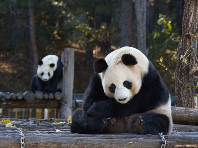 БЛОГЕРЫ В ЭФИРЕ: Сегодня поговорим о китайском Чанчуне БЛОГЕРЫ В ЭФИРЕ: Сегодня поговорим о китайском Чанчуне