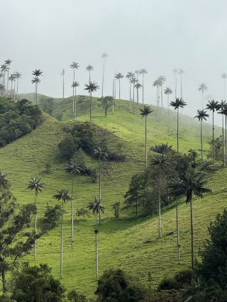 Misty Walk in Valle de Cocora 🇨🇴