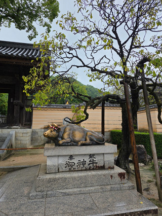 🇯🇵 Dazaifu Day Trip | Pray for academic success, and don't miss the plum blossom rice cake! 🌸