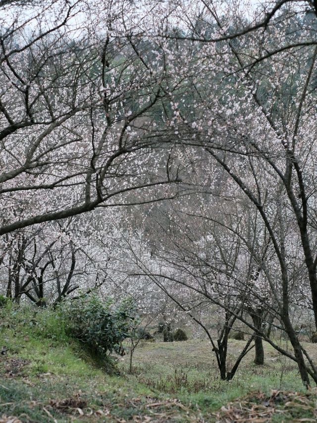 Spring Blossom In Chengdu's Mountains