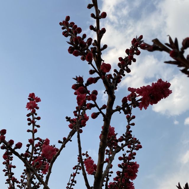 Nature and Aviation Unite: Xihu Park Beijing 