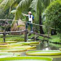 Giant Lily Pad Oasis!