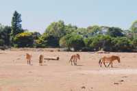 Werribee Zoo | Melbourne