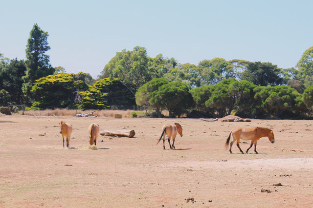 Werribee Zoo | Melbourne