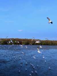 🇹🇭Bangkok Surrounding Attractions - Watch Seagulls at Pak Nam Laem Chabang Beach