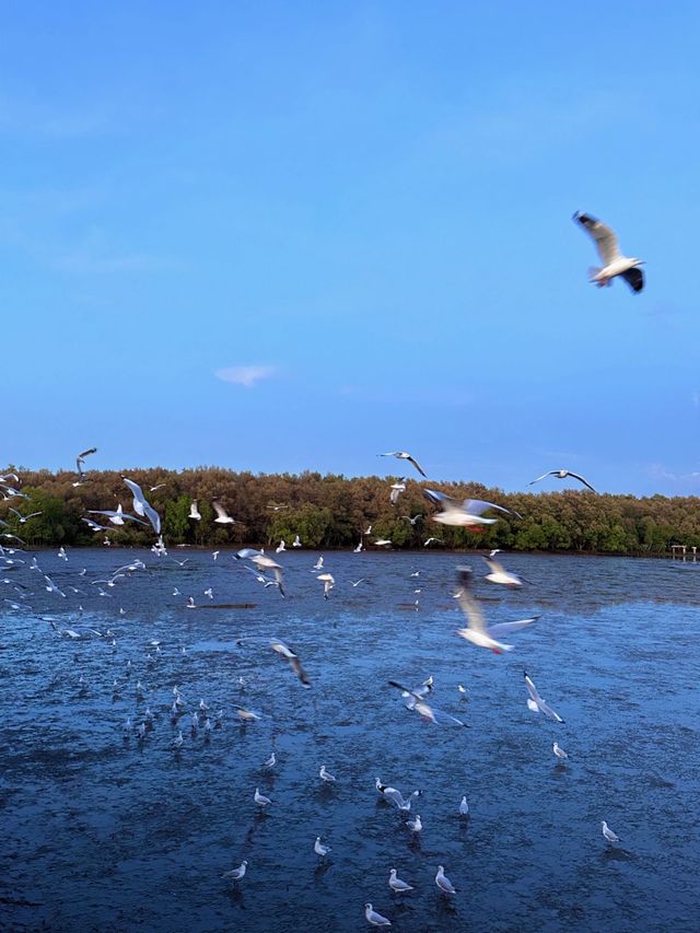🇹🇭Bangkok Surrounding Attractions - Watch Seagulls at Pak Nam Laem Chabang Beach