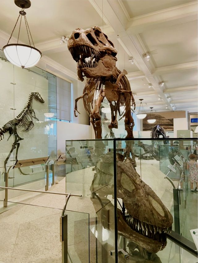 Boston's must-visit spot for taking photos! Harvard Museum of Natural History! A place worth seeing 🌻.