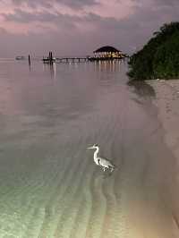 Fairy Coral Island