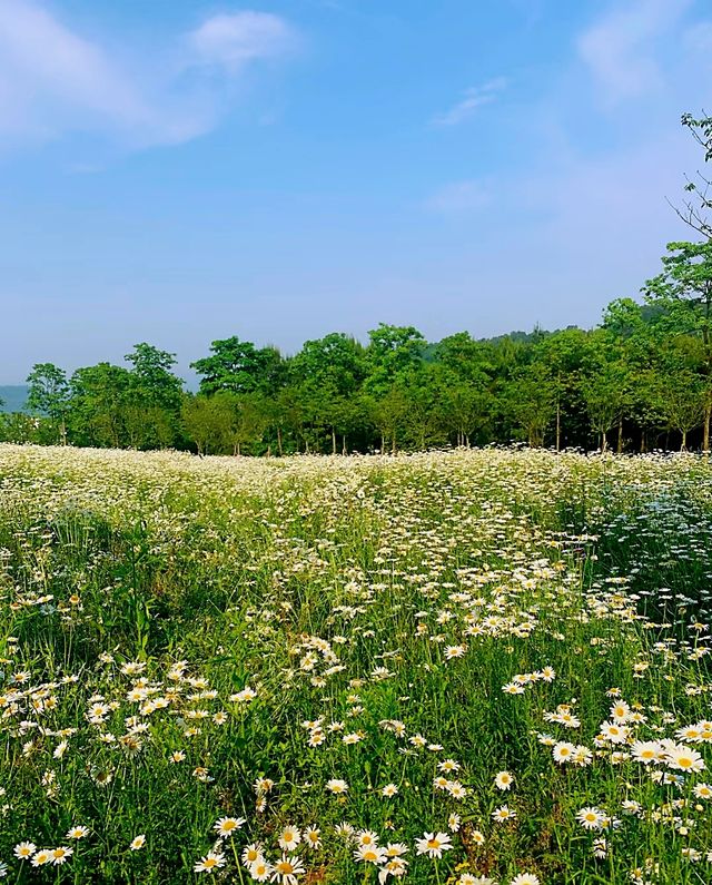 Meet the most beautiful spring in Chongqing ↗ Monet Garden where flowers bloom in all seasons.